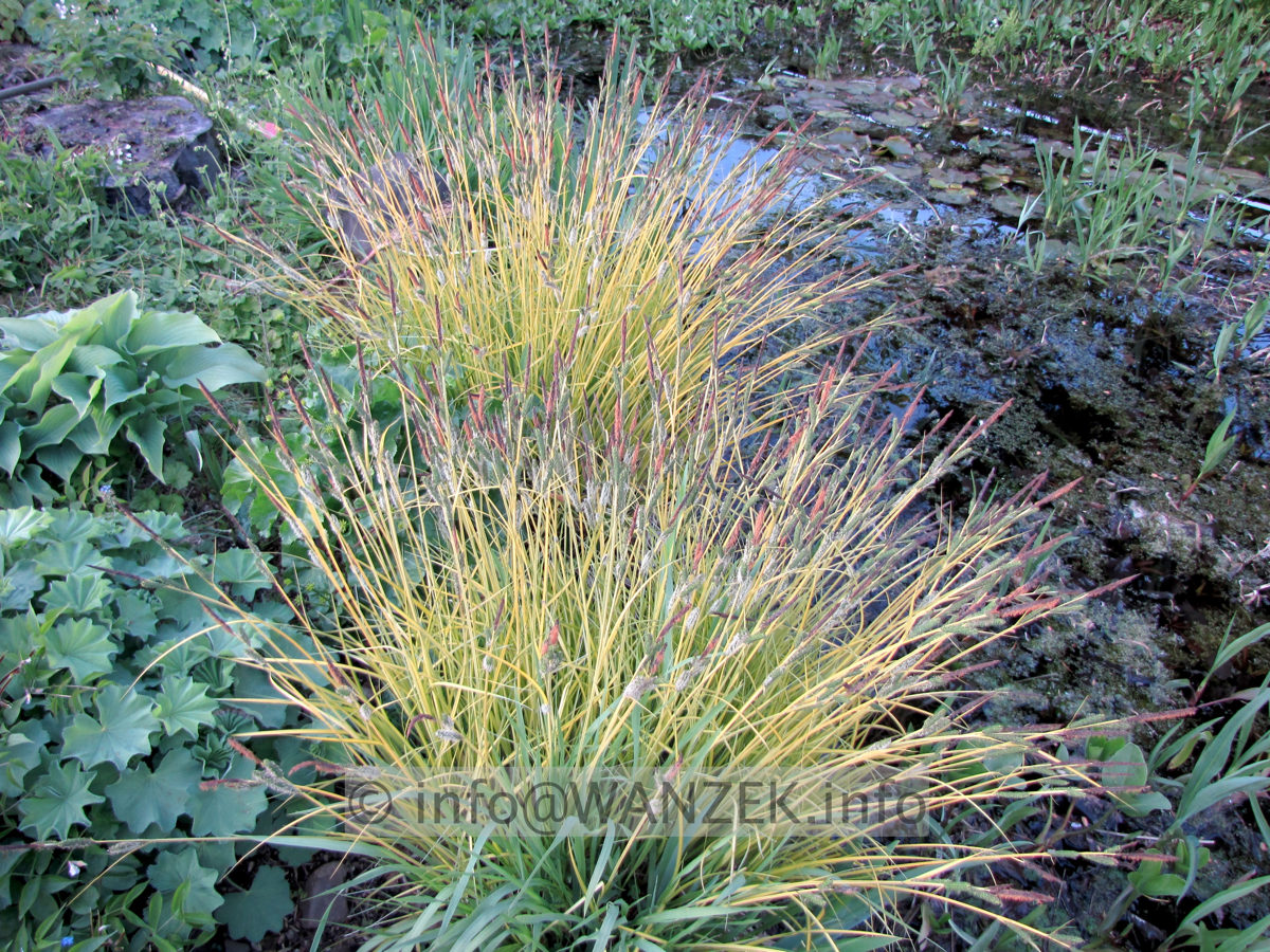 Carex elata Bowles Golden Sol3.JPG